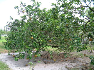 Filename=Post_Cruise_065.jpg
Filesize=1317KiB
Dimensions=2048x1536
Date added=Sep 15, 2019 Post_Cruise_065.jpg