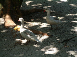 Filename=Post_Cruise_077.jpg
Filesize=1245KiB
Dimensions=2048x1536
Date added=Sep 15, 2019 Post_Cruise_077.jpg