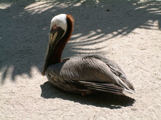 Filename=Post_Cruise_079.jpg
Filesize=1230KiB
Dimensions=2048x1536
Date added=Sep 15, 2019 Post_Cruise_079.jpg