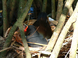 Filename=Post_Cruise_082.jpg
Filesize=1243KiB
Dimensions=2048x1536
Date added=Sep 15, 2019 Post_Cruise_082.jpg