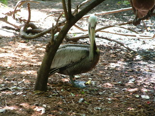 Filename=Post_Cruise_084.jpg
Filesize=1273KiB
Dimensions=2048x1536
Date added=Sep 15, 2019 Post_Cruise_084.jpg