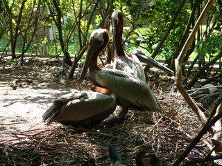 Filename=Post_Cruise_085.jpg
Filesize=1258KiB
Dimensions=2048x1536
Date added=Sep 15, 2019 Post_Cruise_085.jpg