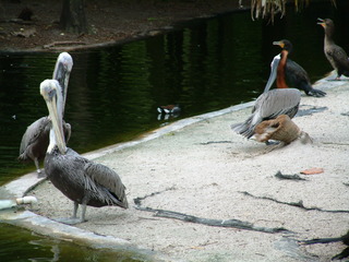 Filename=Post_Cruise_097.jpg
Filesize=1254KiB
Dimensions=2048x1536
Date added=Sep 15, 2019 Post_Cruise_097.jpg