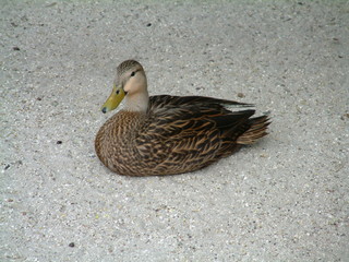 Filename=Post_Cruise_098.jpg
Filesize=1277KiB
Dimensions=2048x1536
Date added=Sep 15, 2019 Post_Cruise_098.jpg