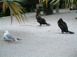 Filename=Post_Cruise_100.jpg
Filesize=1277KiB
Dimensions=2048x1536
Date added=Sep 15, 2019 Post_Cruise_100.jpg