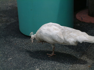 Filename=Post_Cruise_1_004.jpg
Filesize=1211KiB
Dimensions=2048x1536
Date added=Sep 15, 2019 Post_Cruise_1_004.jpg