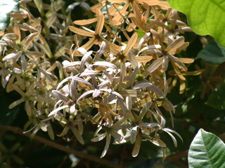 Filename=Post_Cruise_1_005.jpg
Filesize=1240KiB
Dimensions=2048x1536
Date added=Sep 15, 2019 Post_Cruise_1_005.jpg