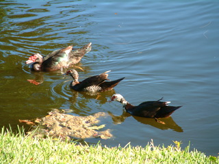 Filename=Post_Cruise_1_017.jpg
Filesize=1265KiB
Dimensions=2048x1536
Date added=Sep 15, 2019 Post_Cruise_1_017.jpg