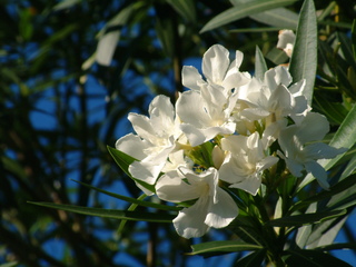 Filename=Post_Cruise_1_031.jpg
Filesize=1213KiB
Dimensions=2048x1536
Date added=Sep 15, 2019 Post_Cruise_1_031.jpg