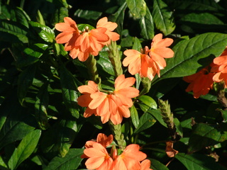 Filename=Post_Cruise_1_042.jpg
Filesize=1243KiB
Dimensions=2048x1536
Date added=Sep 15, 2019 Post_Cruise_1_042.jpg