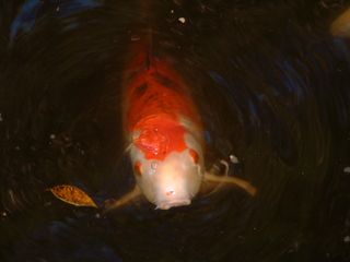 Filename=Post_Cruise_1_046.jpg
Filesize=1165KiB
Dimensions=2048x1536
Date added=Sep 15, 2019 Post_Cruise_1_046.jpg