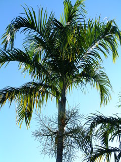 Filename=Post_Cruise_1_052.jpg
Filesize=1259KiB
Dimensions=1536x2048
Date added=Sep 15, 2019 Post_Cruise_1_052.jpg