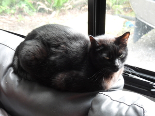 Filename=DSCN0001.JPG
Filesize=6646KiB
Dimensions=4608x3456
Date added=Jun 25, 2022 DSCN0001.JPG