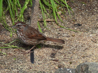 Filename=DSCN0016.JPG
Filesize=7543KiB
Dimensions=4608x3456
Date added=Jun 25, 2022 DSCN0016.JPG