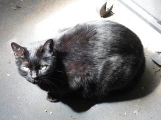 Filename=DSCN0017.JPG
Filesize=6525KiB
Dimensions=4608x3456
Date added=Jun 25, 2022 DSCN0017.JPG