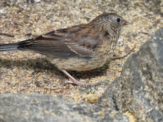 Filename=DSCN0024.JPG
Filesize=6764KiB
Dimensions=4608x3456
Date added=Jun 25, 2022 DSCN0024.JPG