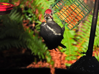 Filename=DSCN0032.JPG
Filesize=7397KiB
Dimensions=4608x3456
Date added=Jan 06, 2023 DSCN0032.JPG