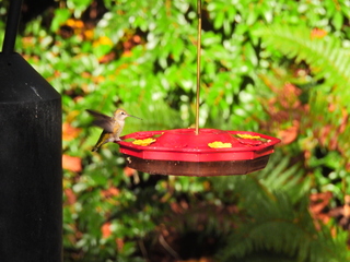 Filename=DSCN0035.JPG
Filesize=6963KiB
Dimensions=4608x3456
Date added=Jan 06, 2023 DSCN0035.JPG