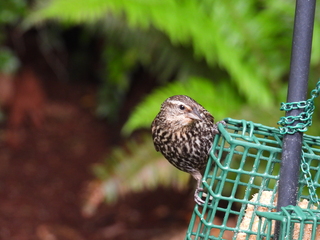 Filename=DSCN0038.JPG
Filesize=7310KiB
Dimensions=4608x3456
Date added=Jun 25, 2022 DSCN0038.JPG