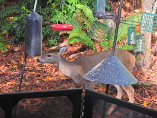 Filename=DSCN0039.JPG
Filesize=6880KiB
Dimensions=4608x3456
Date added=Jan 06, 2023 DSCN0039.JPG