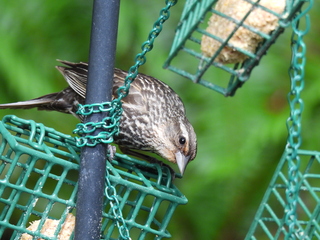 Filename=DSCN0040.JPG
Filesize=6567KiB
Dimensions=4608x3456
Date added=Jun 25, 2022 DSCN0040.JPG