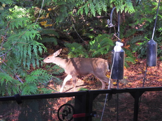 Filename=DSCN0041~0.JPG
Filesize=7518KiB
Dimensions=4608x3456
Date added=Jan 06, 2023 DSCN0041~0.JPG