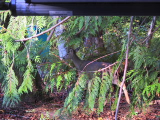 Filename=DSCN0042~0.JPG
Filesize=6929KiB
Dimensions=4608x3456
Date added=Jan 06, 2023 DSCN0042~0.JPG