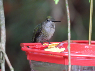 Filename=DSCN0043.JPG
Filesize=6316KiB
Dimensions=4608x3456
Date added=Jun 25, 2022 DSCN0043.JPG