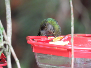 Filename=DSCN0045.JPG
Filesize=7457KiB
Dimensions=4608x3456
Date added=Jun 25, 2022 DSCN0045.JPG