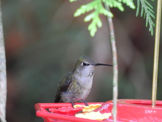 Filename=DSCN0047.JPG
Filesize=7273KiB
Dimensions=4608x3456
Date added=Jun 25, 2022 DSCN0047.JPG