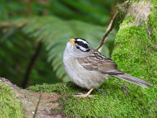 Filename=DSCN0048.JPG
Filesize=7479KiB
Dimensions=4608x3456
Date added=Jun 25, 2022 DSCN0048.JPG