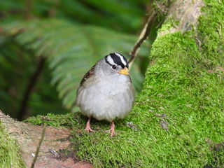 Filename=DSCN0049.JPG
Filesize=7295KiB
Dimensions=4608x3456
Date added=Jun 25, 2022 DSCN0049.JPG