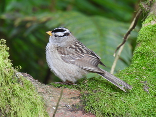 Filename=DSCN0051.JPG
Filesize=6874KiB
Dimensions=4608x3456
Date added=Jun 25, 2022 DSCN0051.JPG