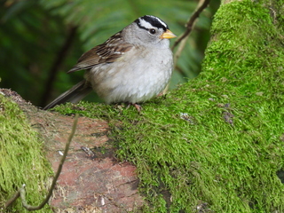 Filename=DSCN0053.JPG
Filesize=7557KiB
Dimensions=4608x3456
Date added=Jun 25, 2022 DSCN0053.JPG