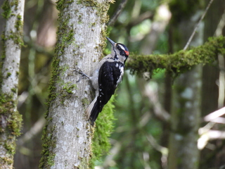 Filename=DSCN0060.JPG
Filesize=6757KiB
Dimensions=4608x3456
Date added=Jun 25, 2022 DSCN0060.JPG