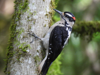 Filename=DSCN0062.JPG
Filesize=7063KiB
Dimensions=4608x3456
Date added=Jun 25, 2022 DSCN0062.JPG