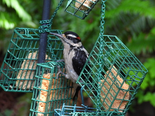 Filename=DSCN0064.JPG
Filesize=6817KiB
Dimensions=4608x3456
Date added=Jun 25, 2022 DSCN0064.JPG