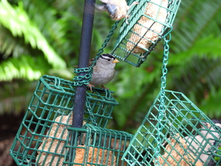 Filename=DSCN0066.JPG
Filesize=6691KiB
Dimensions=4608x3456
Date added=Jun 25, 2022 DSCN0066.JPG