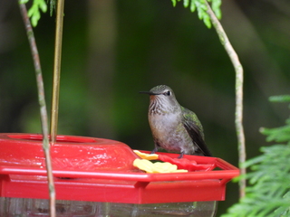 Filename=DSCN0073.JPG
Filesize=7385KiB
Dimensions=4608x3456
Date added=Jun 25, 2022 DSCN0073.JPG