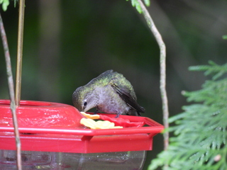 Filename=DSCN0076.JPG
Filesize=6261KiB
Dimensions=4608x3456
Date added=Jun 25, 2022 DSCN0076.JPG