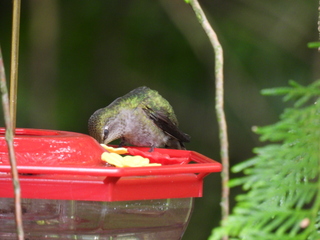 Filename=DSCN0077.JPG
Filesize=6211KiB
Dimensions=4608x3456
Date added=Jun 25, 2022 DSCN0077.JPG