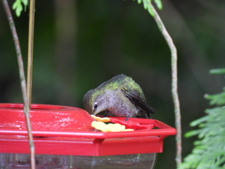 Filename=DSCN0078.JPG
Filesize=7589KiB
Dimensions=4608x3456
Date added=Jun 25, 2022 DSCN0078.JPG