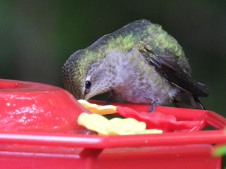 Filename=DSCN0079.JPG
Filesize=5181KiB
Dimensions=4608x3456
Date added=Jun 25, 2022 DSCN0079.JPG