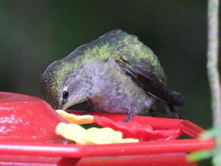 Filename=DSCN0080.JPG
Filesize=5244KiB
Dimensions=4608x3456
Date added=Jun 25, 2022 DSCN0080.JPG