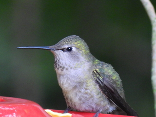 Filename=DSCN0081.JPG
Filesize=4723KiB
Dimensions=4608x3456
Date added=Jun 25, 2022 DSCN0081.JPG