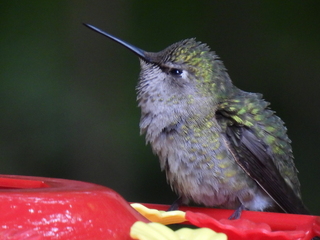 Filename=DSCN0082.JPG
Filesize=4713KiB
Dimensions=4608x3456
Date added=Jun 25, 2022 DSCN0082.JPG