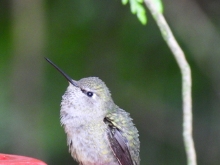 Filename=DSCN0084.JPG
Filesize=5135KiB
Dimensions=4608x3456
Date added=Jun 25, 2022 DSCN0084.JPG