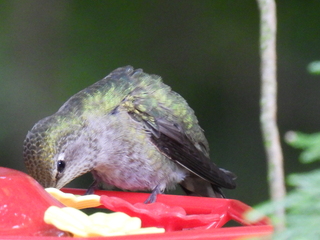 Filename=DSCN0090.JPG
Filesize=5158KiB
Dimensions=4608x3456
Date added=Jun 25, 2022 DSCN0090.JPG