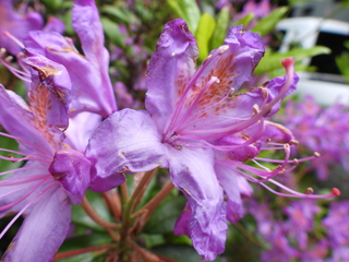 Filename=DSCN0095.JPG
Filesize=7151KiB
Dimensions=4608x3456
Date added=Jun 25, 2022 DSCN0095.JPG