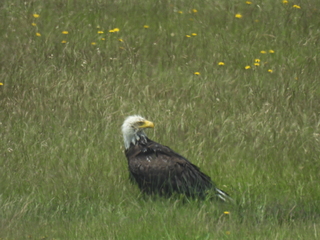 Filename=DSCN0096.JPG
Filesize=6928KiB
Dimensions=4608x3456
Date added=Jun 25, 2022 DSCN0096.JPG